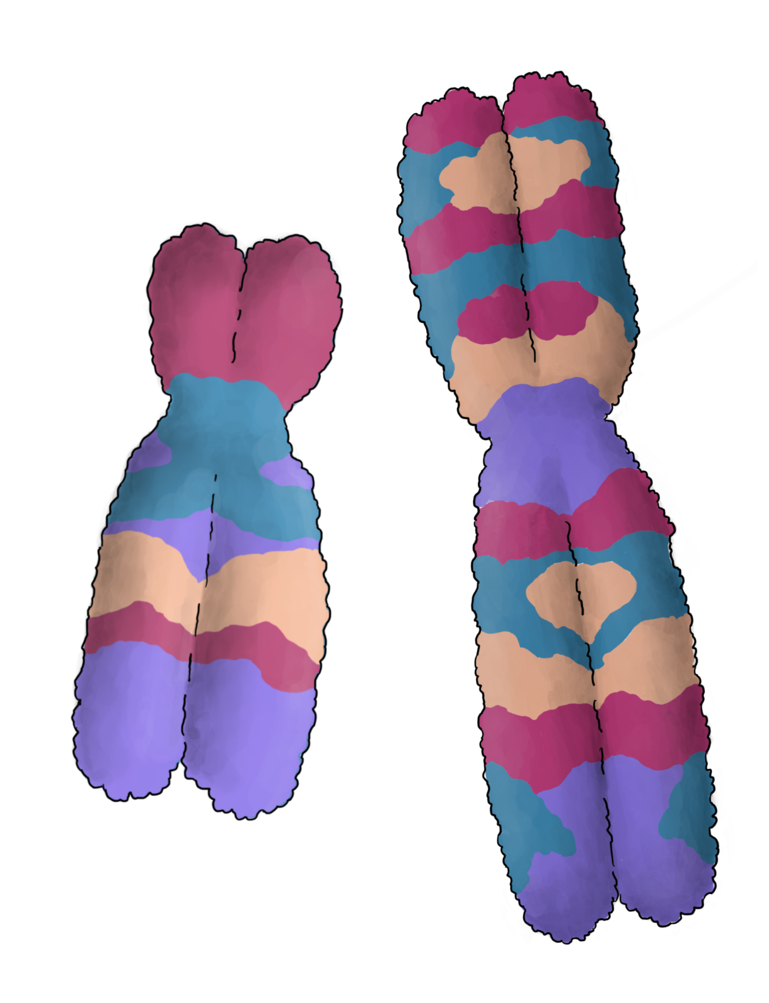 Chromosome illustration