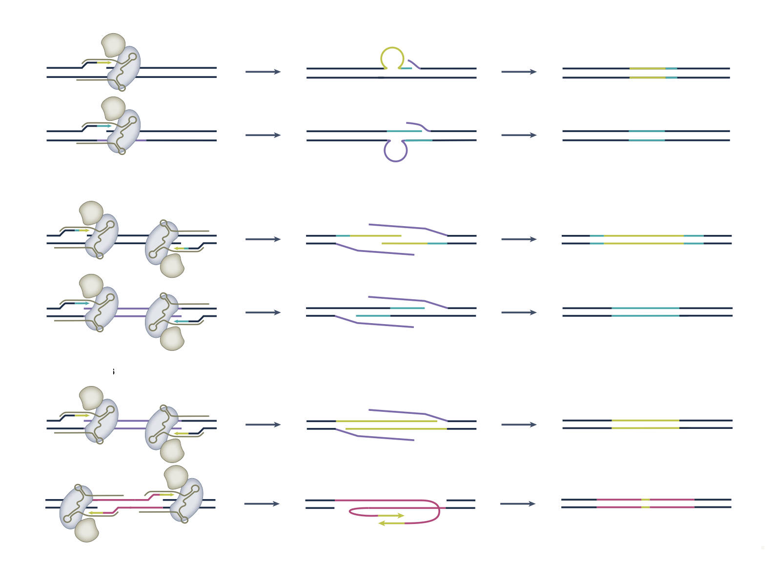Illustration for structural variant engineering review