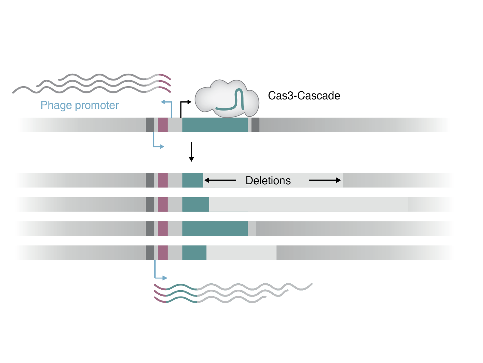 Illustration for gigabase-scale deletion scanning preprint