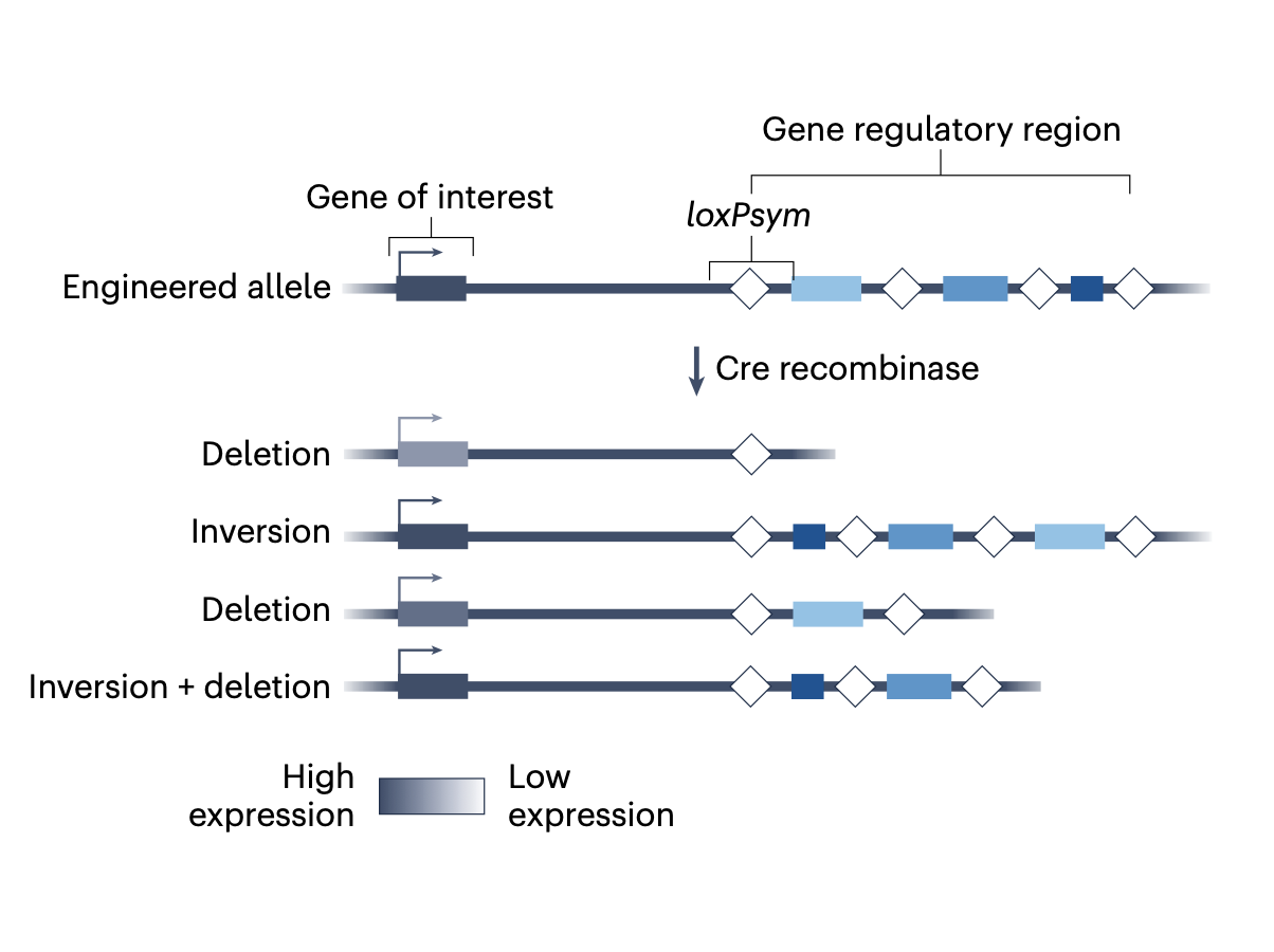 Illustration for enhancer scrambling preprint