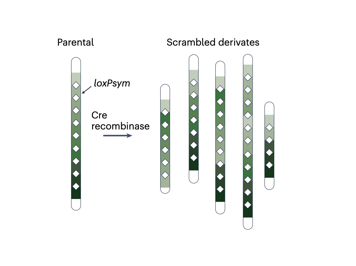 Illustration for genome randomization paper