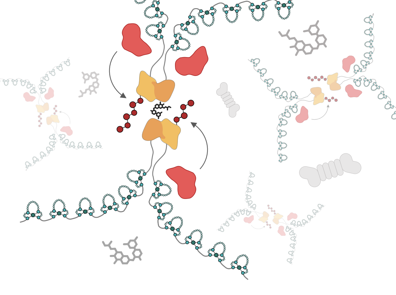 Illustration for BCL6 degradation paper