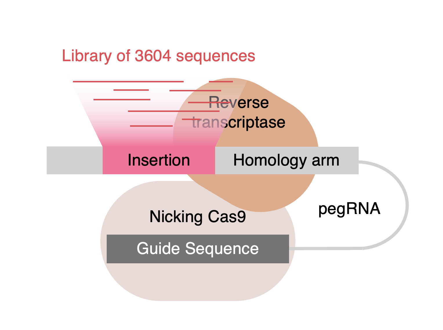 Illustration for prime editing insertion efficiency paper